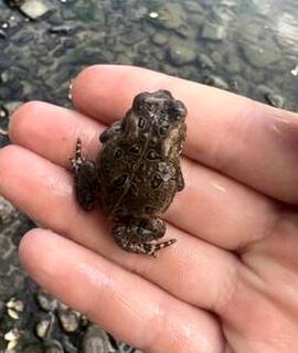 Rustic Riverside Cabin Retreat for Families in Belfast, NY - 9