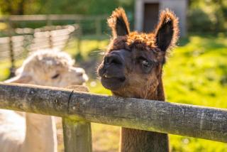 Jasmin-Y-Ffynnon - 2