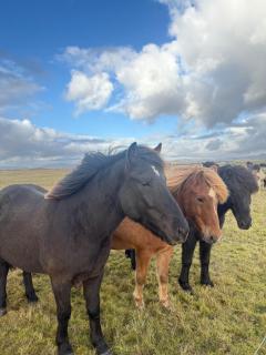 Large cabin 4 rooms with Hekla volcano view - 2