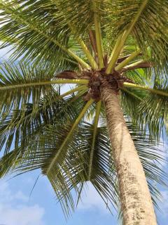 Milo Cosy T2 climatisé à 2 mn de la plage du 972 - 1