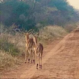 Morapedi game farm - 1