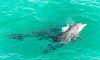 Azure! Sleeps 22 - Golf Cart - Beach Access - Pool - 6