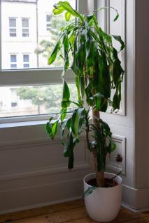 Charming Georgian Home - Steps to Tram & City Centre - 5