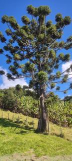 Varandas House on Altos do Serrano in São Bento - 8