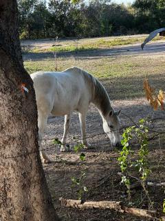 New Entire Tiny Luxury Home - 9