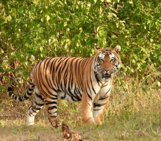 Giovanni Village Resort - 3