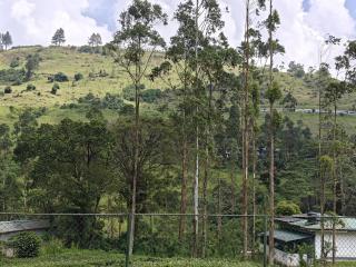 Watawala Tea Garden - Rozella - 8