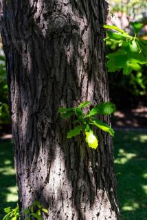 Carlyle Bungalow - 7