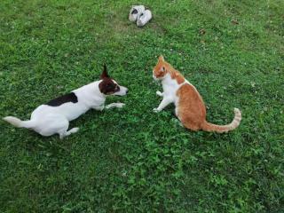 Oaza Mira Mozgovo - 4