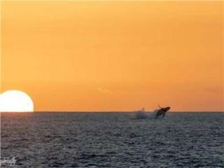 Kona Reef F22 condo - 9