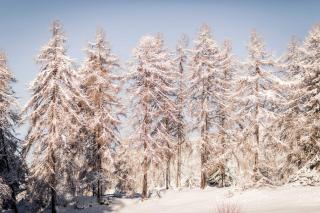 Hotel Tann - Collalbo - 9