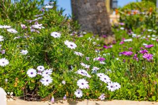 Villa Alamito by Abahana Villas - 2