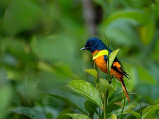 Kobbekaduwa Bungalow - 7