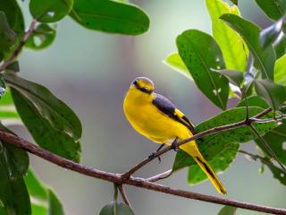 Kobbekaduwa Bungalow - 6