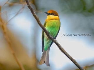 Kobbekaduwa Bungalow - 4