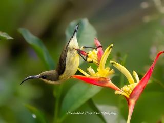 Kobbekaduwa Bungalow - 3
