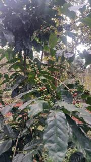 Eco friendly home stay - 6