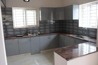 Green Carpet Tulip - 8