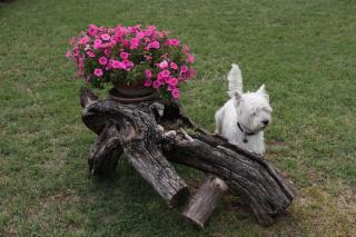 Apartments by the sea Posedarje, Novigrad - 6617 - 1