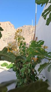 Wadi guest house - 0