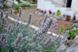 Apartments with a parking space Pirovac, Sibenik - 12508 - 2