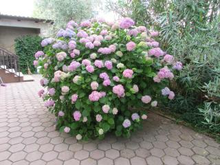 Apartments by the sea Umag - 2528 - 1