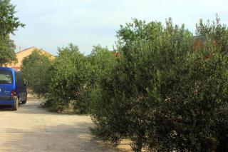 Apartments with a parking space Sali, Dugi otok - 908 - Sali - 1