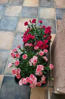 Apartments by the sea Nin, Zadar - 24288 - 1