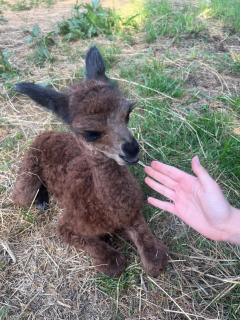 Family friendly house with a parking space Andrijasevci, Slavonija - 24939 - 1