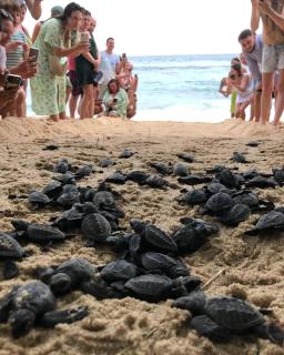 JK House Turtle Point - 0