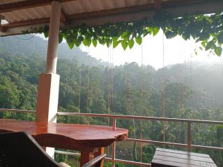 Rainforest View - 8