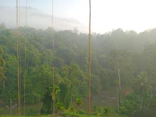 Rainforest View - 7