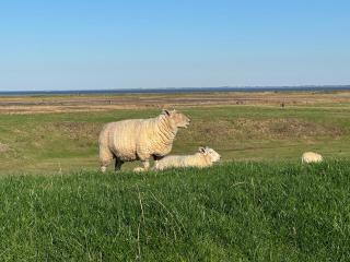 Ferienwohnung Reede 19 - 7
