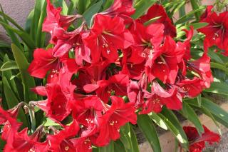 Apartments by the sea Pakostane, Biograd - 6161 - 1