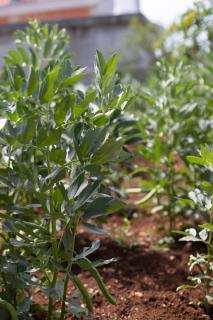 Apartments by the sea Sumartin, Brac - 764 - 1