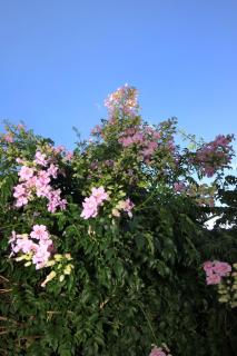 Apartments by the sea Korcula - 9160 - 1