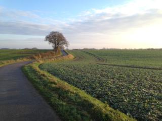 Reethus Koppelkiek - 2