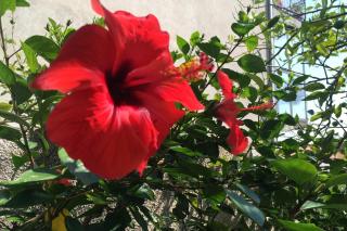 Apartments by the sea Orebic, Peljesac - 11450 - 1