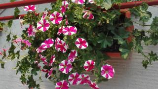 Apartments with parking space Brodarica, Sibenik - 21888 - 2