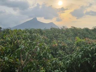 Mango Bite Farmstay - Pollachi - 7