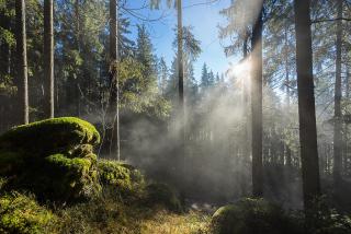 Pension am Waldesrand - 1