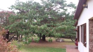 I rent a house in Balneario Las Flores - Maldonado - 4