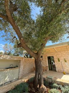 Trullo Among Ancient Olives In Valle D'itria - 4