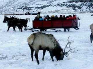 Secluded Cabin Rental Nestled in Woods of Snow King Mountain near Jackson Hole - 5