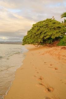 The Emerald House II apts - 1