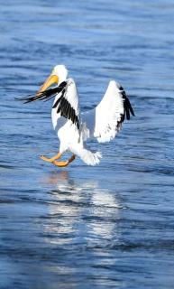 Gorgeous Tiny House with Indoor and Outdoor Lounging Space in Alabama - 3