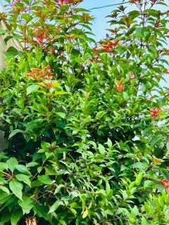 The Opulent Retreat - 7