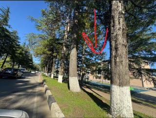 Green House in Tskaltubo - 7