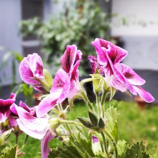 Hostal el Conquistador - 3