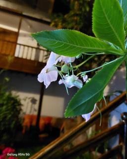 Hostal el Conquistador - 1